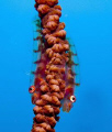 GOBIES on wip corals. D70s, 105mm. Kapalai 